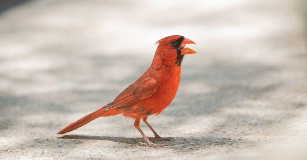 Symbolism of Cardinals Across Cultures