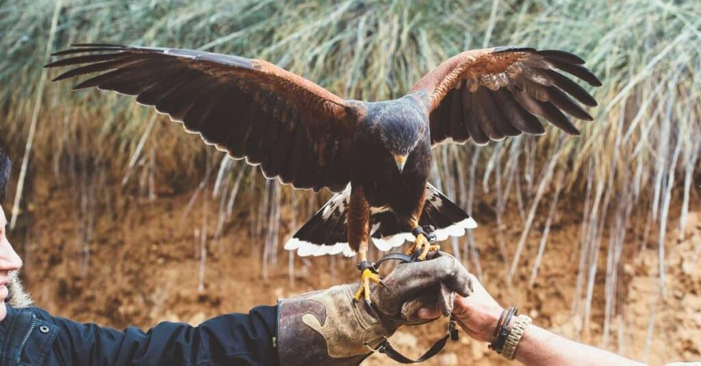 The Hawk as a Spirit, Totem, and Power Animal