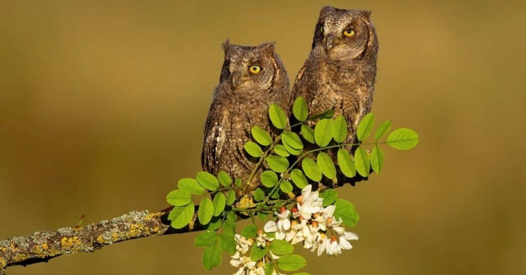 Two owls are perched on tree