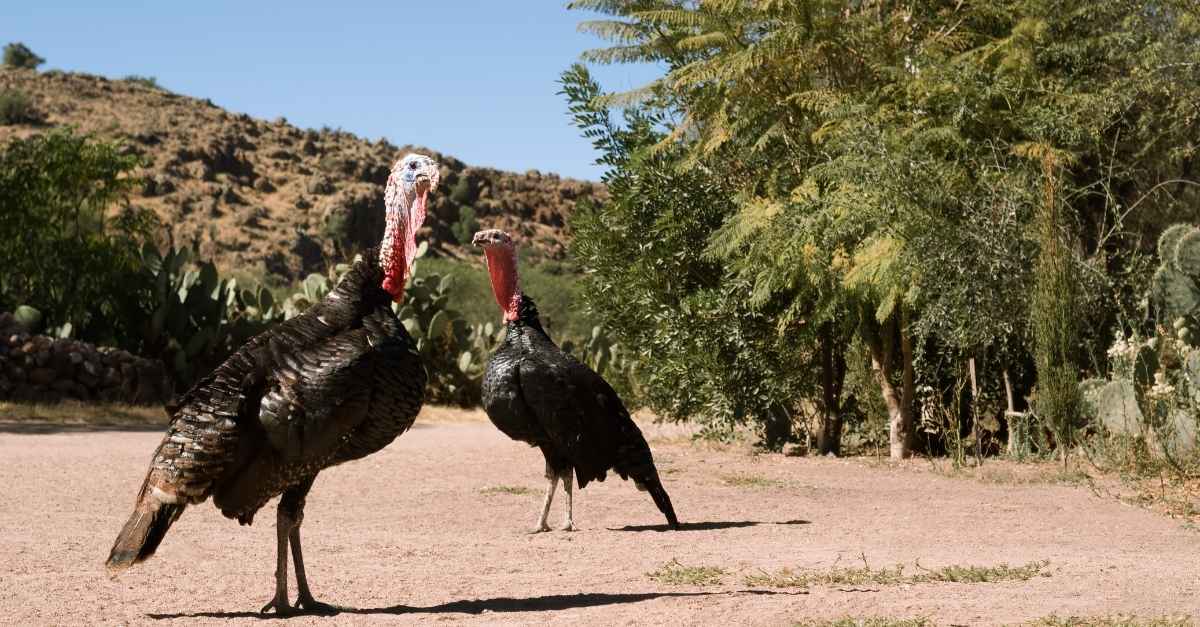 What Is a Group of Turkeys Called