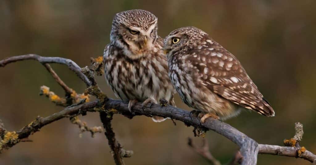 What Owls Are Out in the Daytime