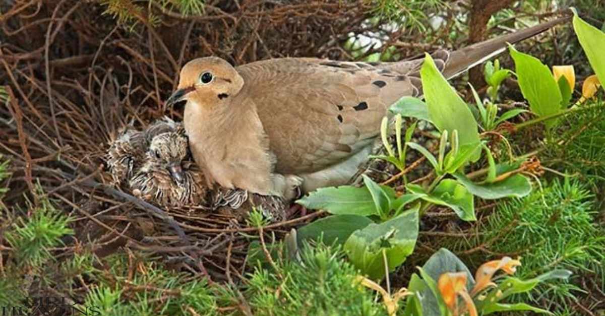 Where Do Mourning Doves Nest