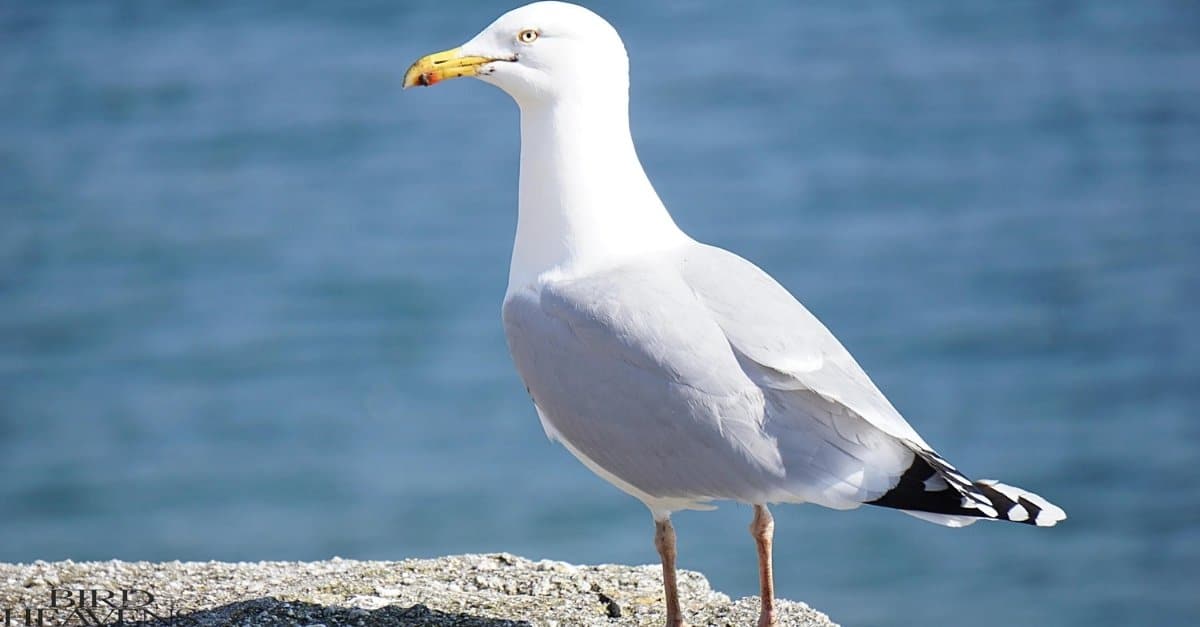 Where Do Seagulls Sleep