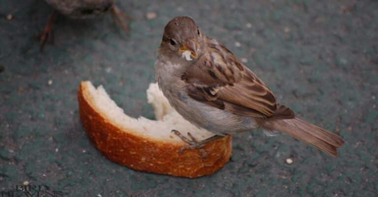 Why Do Birds Not Eat Yanking Cherries