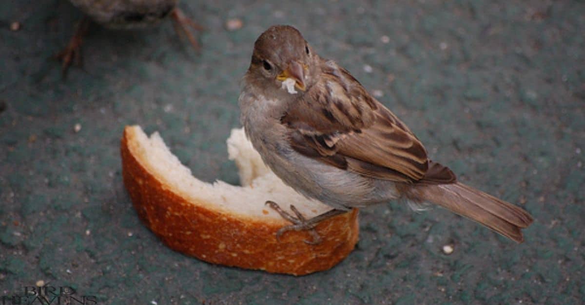 Why Do Birds Not Eat Yanking Cherries