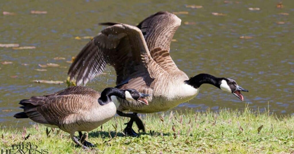 gosling is fraught with dangers