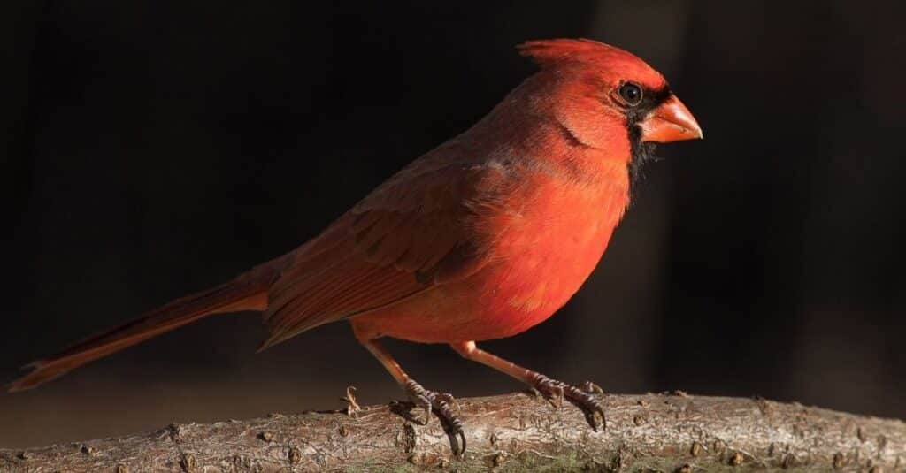 Seeing a cardinal is a good omen