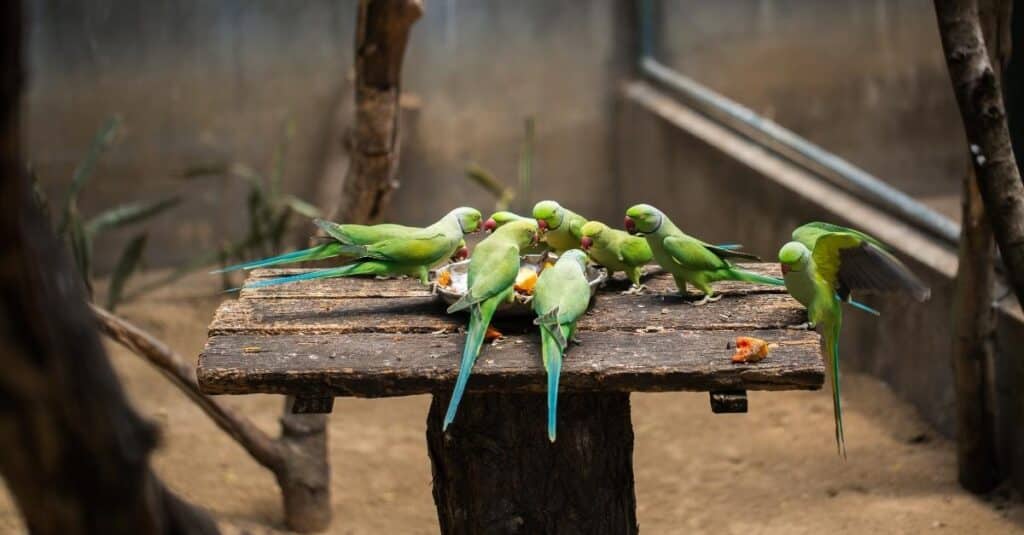 Parrots are eating