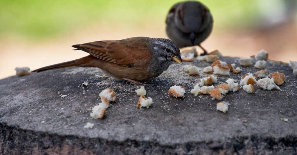 Sparrows are eating