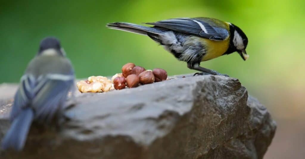 Sparrows are eating peanuts